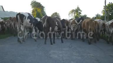 奶牛在村里的街道上行走。 一群牛。 背面视图